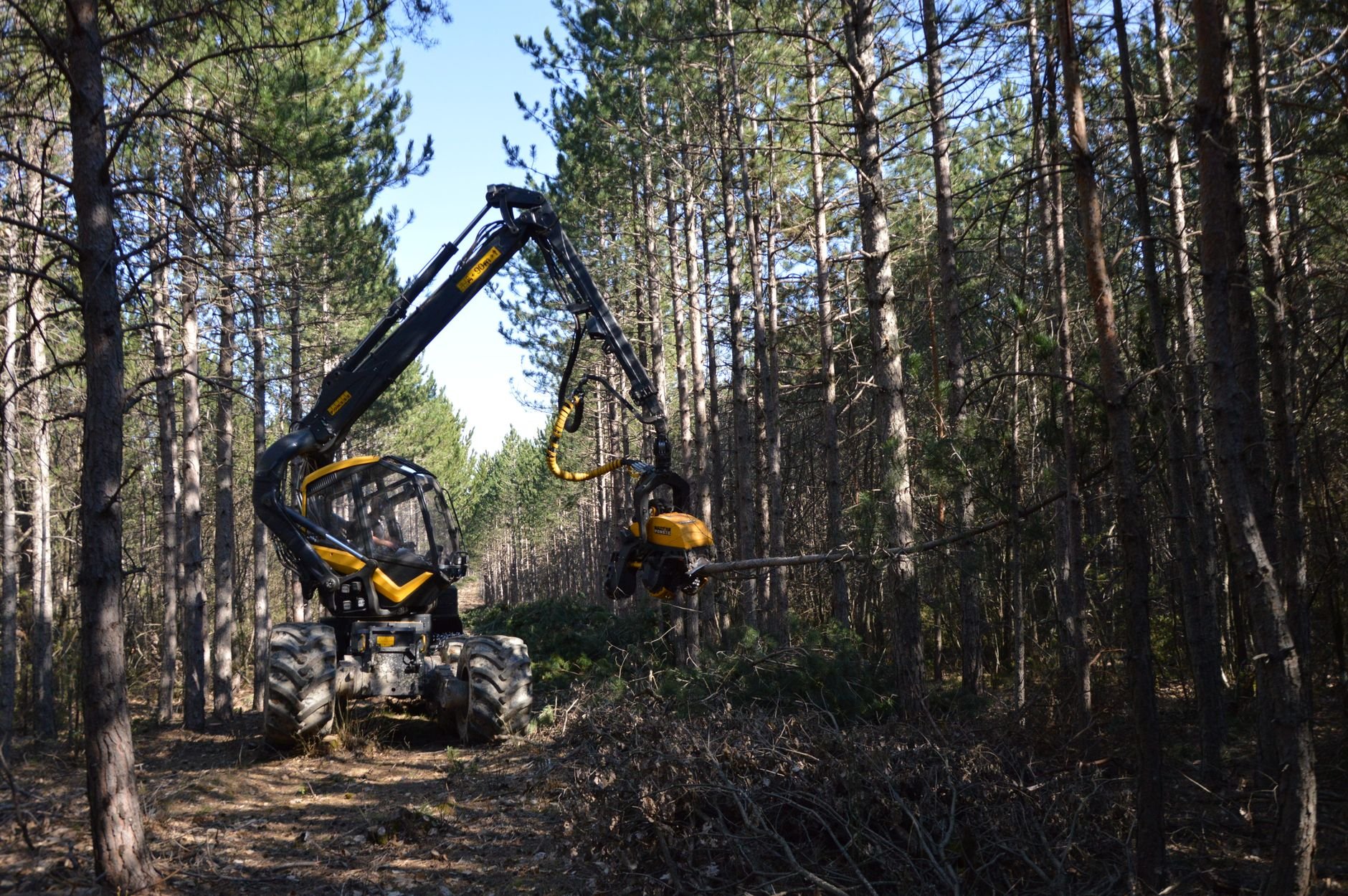 Professional tree removal crew operating machinery in a forested area