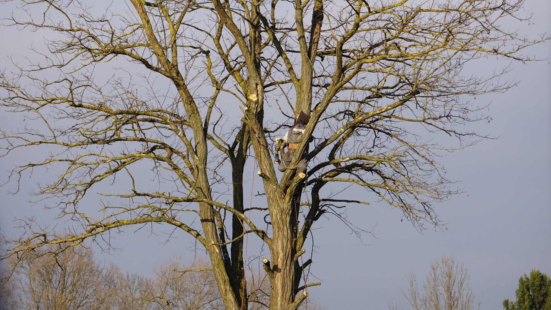 Certified arborist climbing a tall bare tree to perform professional pruning