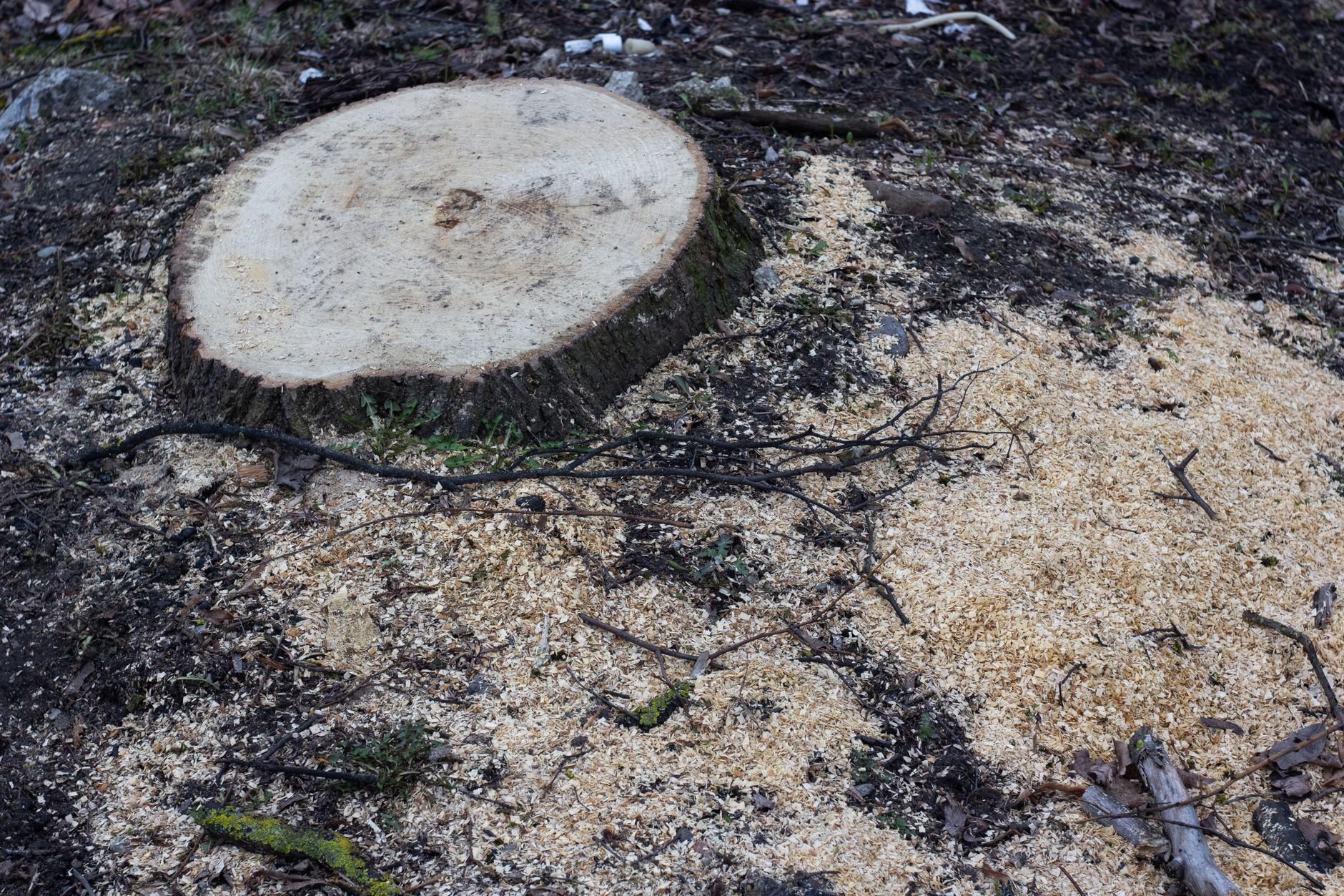 Close-up of a freshly cut tree stump with sawdust, ready for grinding